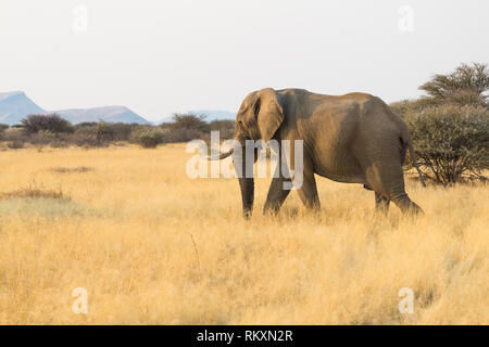 Elephant (Loxodonta africana) marche à travers la savane jaune longue herbe au coucher du soleil en Afrique Namibie Banque D'Images