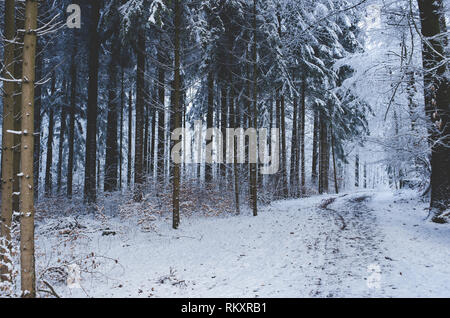 Chemin enneigé hiver sentier à travers les bois de pins de la forêt blanche Banque D'Images