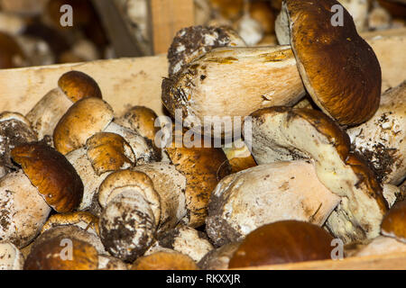 Close up shoot du groupe des champignons Bun dirty Penny Banque D'Images