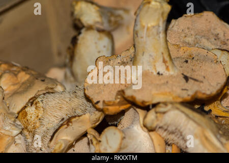 Close up shoot du groupe des matières premières et les champignons girolles impur Banque D'Images