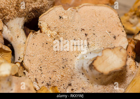 Pousse rapprochée du groupe de Chanterelle ou de champignons jaunes ou non propres et crus Banque D'Images