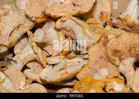 Pousse rapprochée du groupe de Chanterelle ou de champignons jaunes ou non propres et crus Banque D'Images