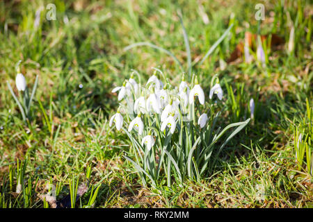 Floraison blanche perce-neige, Galanthus nivalis, la croissance de l'herbe. Banque D'Images