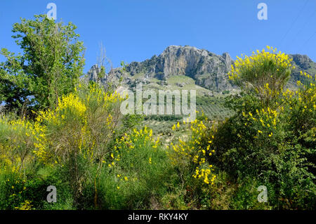 Le printemps avec le jaune genêts en fleur, les montagnes et les oliviers dans la Sierra Subbética, un parc naturel dans la province de Cordoue, Andalousie, espagne. Banque D'Images