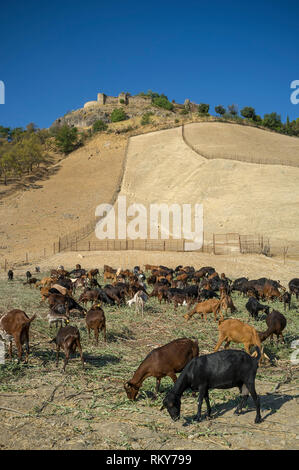 Chèvres laitières se nourrissant sur la verdure mise par l'agriculteur sur une petite ferme au pied du château maure, Carcabuey, province de Cordoba, Espagne Banque D'Images