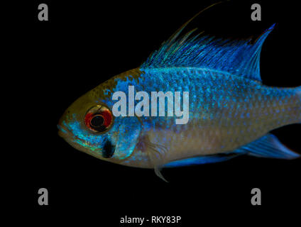 Une macro shot of an electric blue ram poissons tropicaux. Banque D'Images