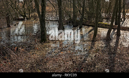 Piscine gelé sur le sol de la forêt sur une journée d'hiver ensoleillée avec ciel bleu clair dans la réserve naturelle de Bourgoyen, Gand, Flandre orientale, Belgique Banque D'Images