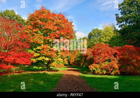 Autumm un vue d'un chemin bordé d'arbres colorés en Westonbirt Arboretum. Banque D'Images