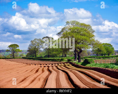 Un printemps vue d'un champ labouré dans la campagne de Cheshire rural. Banque D'Images