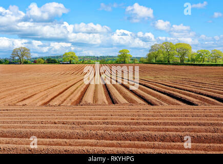 Un printemps vue d'un champ labouré dans la campagne de Cheshire rural. Banque D'Images