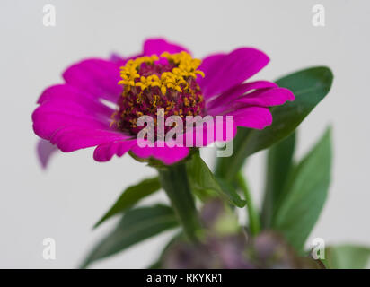 Close-up détail d'un outsidepride violet fleur Zinnia elegans dahlia dans jardin Banque D'Images