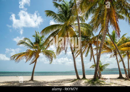 Plage et cocotiers à Pigeon Point Heritage Park sur l'île de Tobago, Trinité-et-Tobago. Banque D'Images