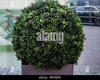 Grand conifère Buxus sempervirens common box, box, ou le buis en pot près de la maison. Banque D'Images