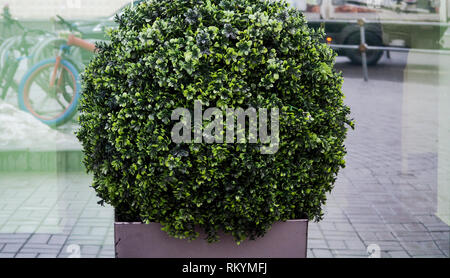 Grand conifère Buxus sempervirens common box, box, ou le buis en pot près de la maison. Banque D'Images