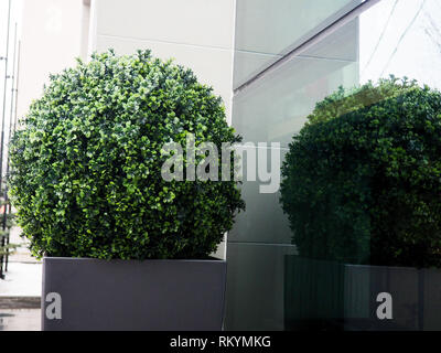 Grand conifère Buxus sempervirens common box, box, ou le buis en pot près de la maison. Banque D'Images