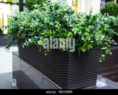 Grand conifère Buxus sempervirens common box, box, ou le buis en pot près de la maison. Banque D'Images