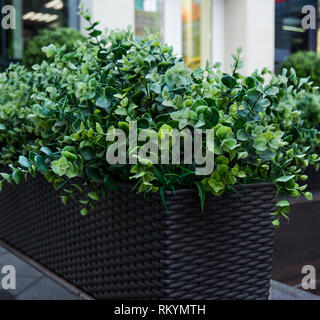 Grand conifère Buxus sempervirens common box, box, ou le buis en pot près de la maison. Banque D'Images