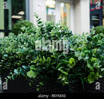 Grand conifère Buxus sempervirens common box, box, ou le buis en pot près de la maison. Banque D'Images