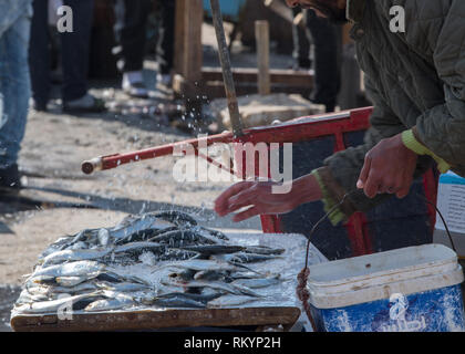 Des fruits de mer en vente sur le port de pêche du Maroc. Banque D'Images