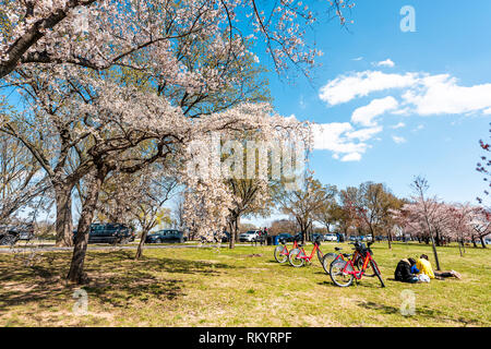 Washington DC, USA - 5 Avril 2018 : les touristes les gens avec des vélos assis having picnic par sakura cherry blossom trees in spring sur West Potomac Park sur Banque D'Images