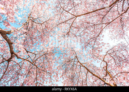 Jusqu'à la rose à fleur de cerisier sakura arbres isolés contre ciel bleu perspective avec pétales de fleurs au printemps Washington DC ou au Japon Banque D'Images