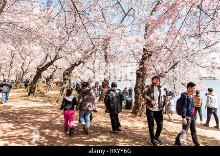 Washington DC, USA - 5 Avril 2018 : les gens marcher dans le parc ensoleillé de la forêt du bassin de marée sur les arbres de sakura cherry blossom festival de printemps de la Banque D'Images