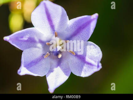 Un plan macro sur une fleur triteleia laxa. Banque D'Images