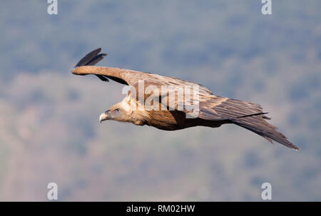 Vautour fauve eurasien dans le nord de l'Espagne Banque D'Images