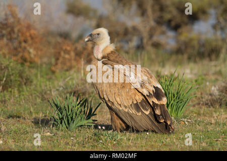 Vautour fauve eurasien dans le nord de l'Espagne Banque D'Images