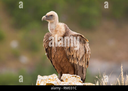 Vautour fauve eurasien dans le nord de l'Espagne Banque D'Images