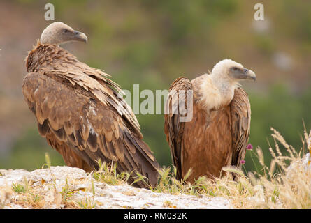 Vautour fauve eurasien dans le nord de l'Espagne Banque D'Images