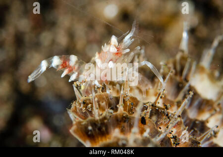 Mer cornu, Dasycaris Crevettes Pen ceratops, sur la plume, site de plongée de Puri Raja, Amed, à l'Est de Bali, l'Indonésie, de l'Océan Indien Banque D'Images