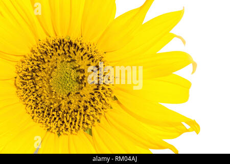 Sunflower close up isolated on white Banque D'Images