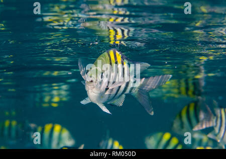 Le sergent de l'Indo-Pacifique Damselfish, Abudefduf vaigiensis, avec la réflexion sur la surface, Liberty Wreck dive site, Tulamben, Bali, Indonésie, l'Océan Indien Banque D'Images