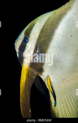 Golden Spadefish, platax boersii, nettoyées par Bluestreak Cleaner Wrasse, Labroides dimidiatus, Liberty Wreck dive site, Tulamben, Bali, Indonésie Banque D'Images