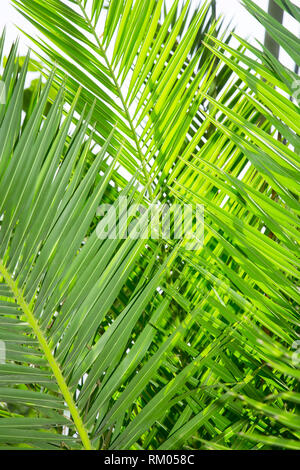 Feuilles de palmier close up Banque D'Images