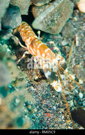 L'accrochage du tigre, la crevette Alpheus bellulus, nettoyage orifice sur sable noir, Jari Jari dive site, Détroit de Lembeh, Sulawesi, Indonésie Banque D'Images