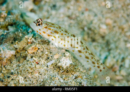 Shrimpgoby Silverspot, Ctenogobiops maculosus, à l'entrée du trou sur le sable, Colada Pintu, site de plongée Détroit de Lembeh, Sulawesi, Indonésie Banque D'Images