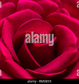 Un plan macro sur une belle rose rouge. Banque D'Images
