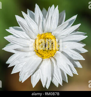 Un plan macro sur une fleur blanche daisy éternelle. Banque D'Images