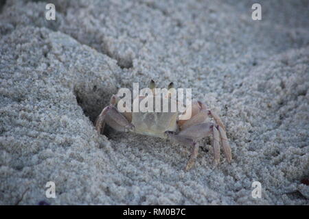 Un crabe fantôme cornu (Ocypode ceratophthalma) creuser dans les sables de la plage de Diani, Kenya. Banque D'Images