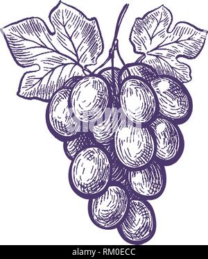 Dessinés à la main, grappe de raisins. Fruits, vigne, vin de croquis. Vintage vector illustration Illustration de Vecteur