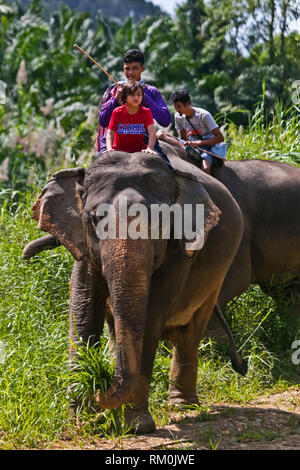 Vajra Garrett rides un éléphant à un eco resort - Khao Sok, THAÏLANDE Banque D'Images