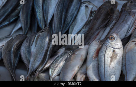 Des fruits de mer en vente sur le port de pêche du Maroc. Banque D'Images