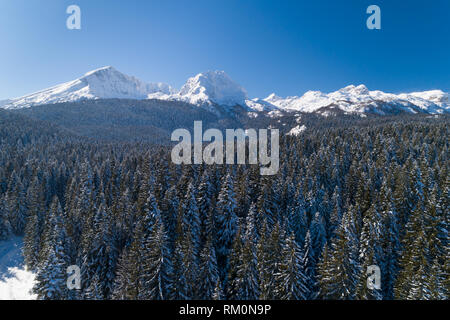 Vol au dessus de la forêt de sapins couverts de neige avec des montagnes en arrière-plan Banque D'Images