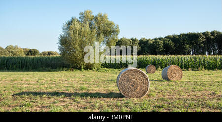 Les balles rondes de foin récolté dans un champ avec des arbres à l'arrière. Ciel nuageux. Paysage agricole Banque D'Images