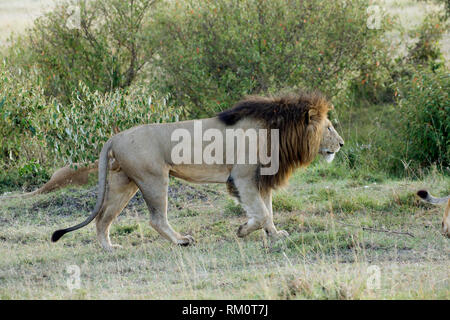 L'African Lion, grand mâle tournant, Masai Mara National Reserve, Kenya Banque D'Images