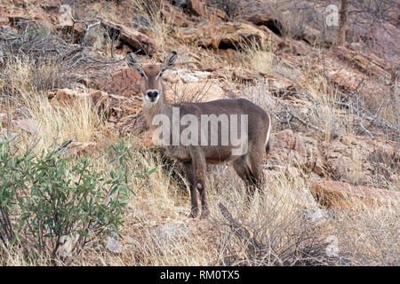 Les femelles de la cobe, Kobus ellipsiprymnus, Samburu Game Reserve, Kenya Banque D'Images