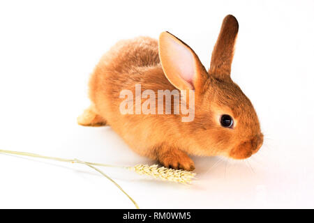 Red rabbit épillet et sur un fond blanc Banque D'Images