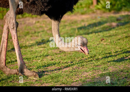 Autruche (Struthio camelus) mange de l'herbe Banque D'Images